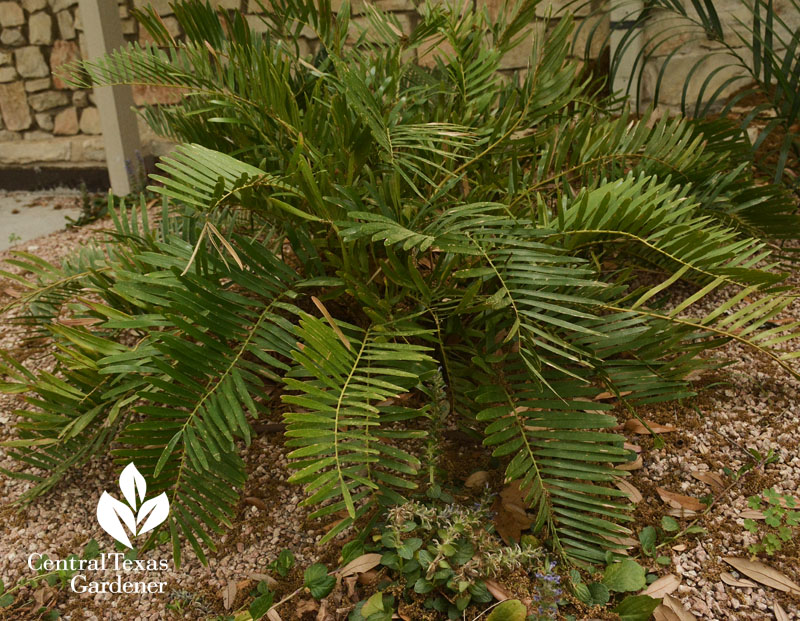 coontie for shade Rollingwood City Hall Central Texas Gardener