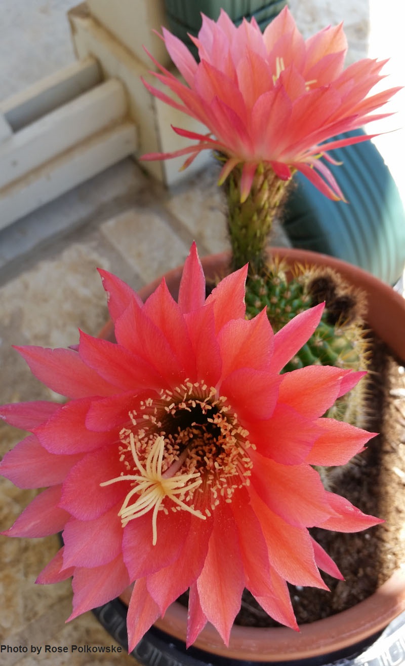coral cactus flower