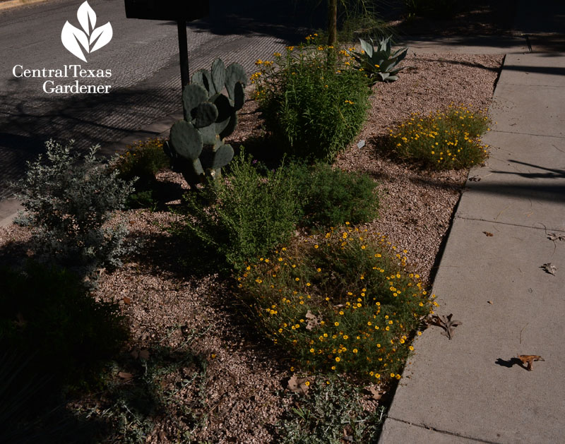 curb garden fall Rollingwood City Hall Central Texas Gardener