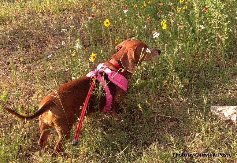 dachshund in wildflowers Central Texas Gardener