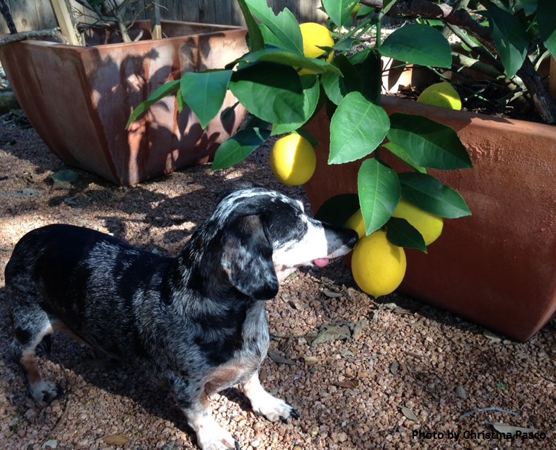 dachshund sniff lemons Central Texas Gardener