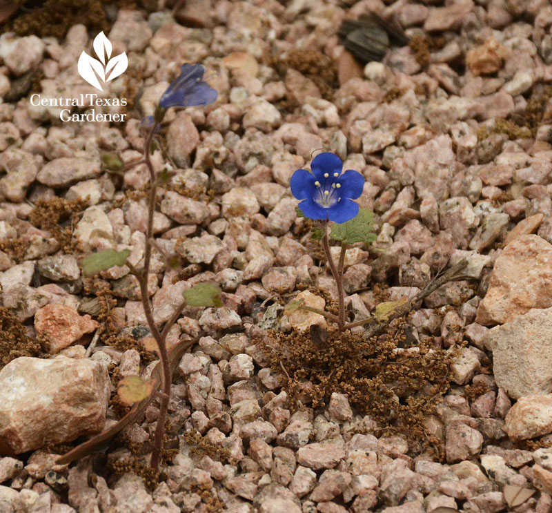 desert bluebell Central Texas Gardener