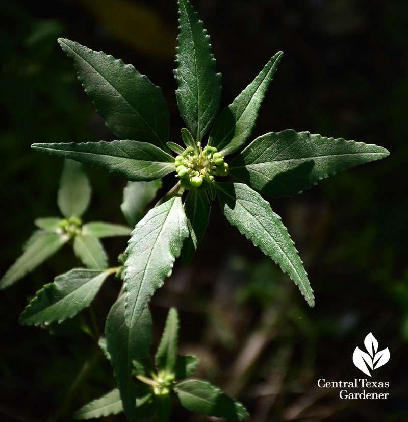 euphorbia one-seed croton Central Texas Gardener