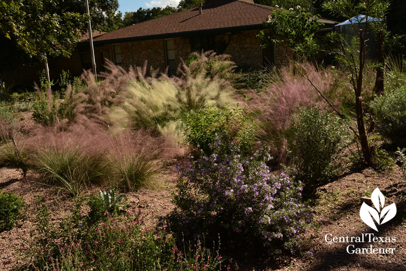 fall grasses rain garden Rollingwood City Hall Central Texas Gardener