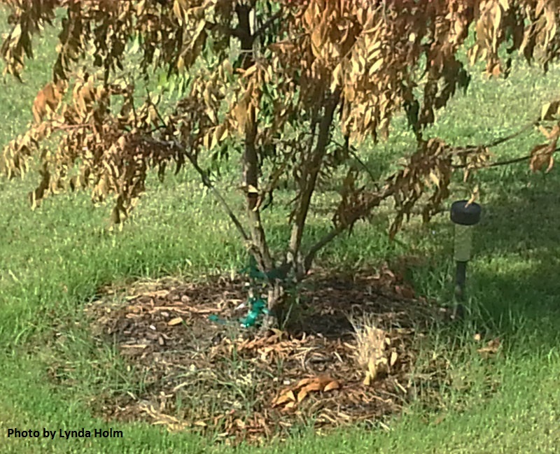 flameleaf sumac drought Central Texas Gardener