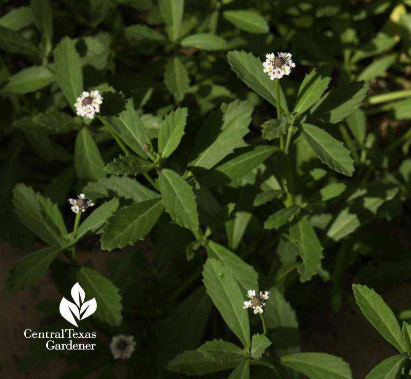 frogfruit groundcover Central Texas Gardener