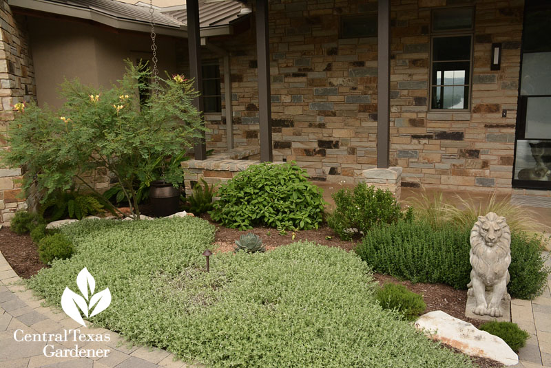 front bed dichondra bird of paradise Central Texas Gardener