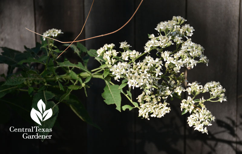 frostweed central texas gardener