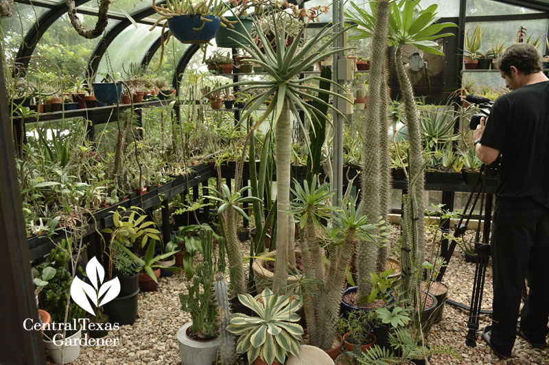 succulent greenhouse Pavlat Central Texas Gardener