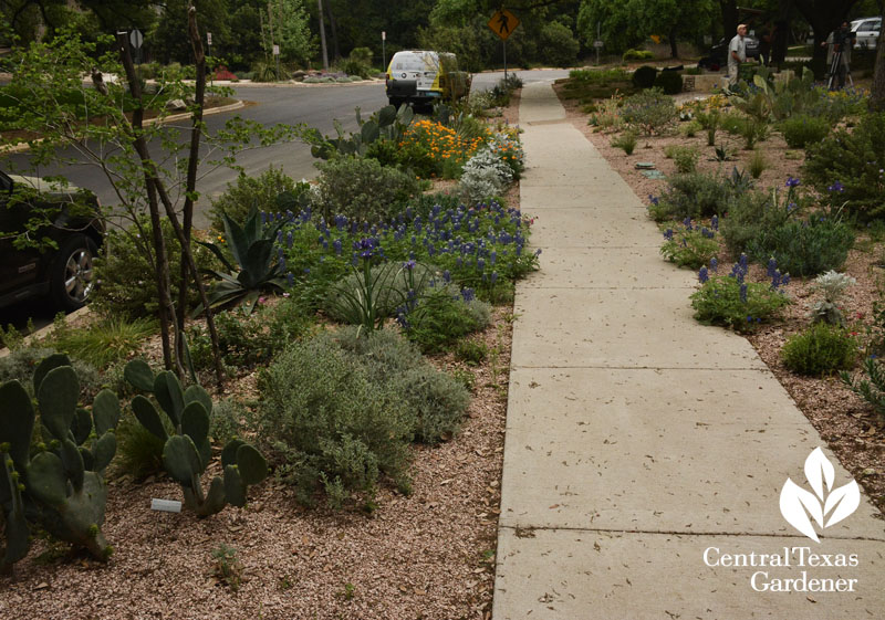 hellstrip garden in spring Rollingwood City Hall Central Texas Gardener