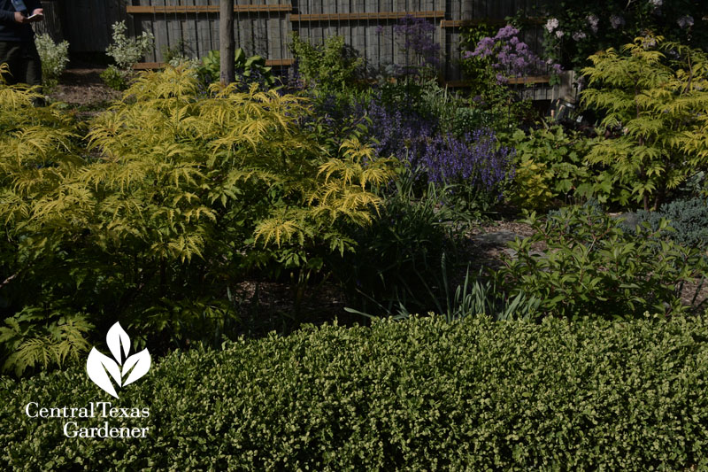 boxwood and Japanese maple Central Texas Gardener