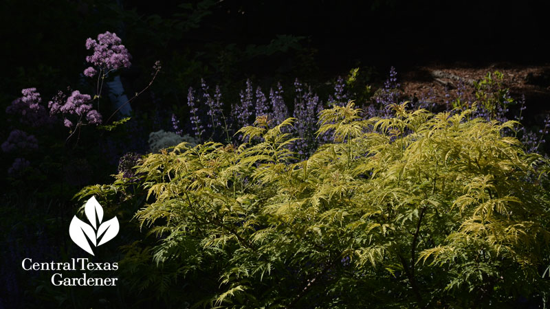 Japanese maple in Toronto Central Texas Gardener