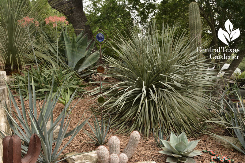 hillside succulents Jeff Pavlat Central Texas Gardener