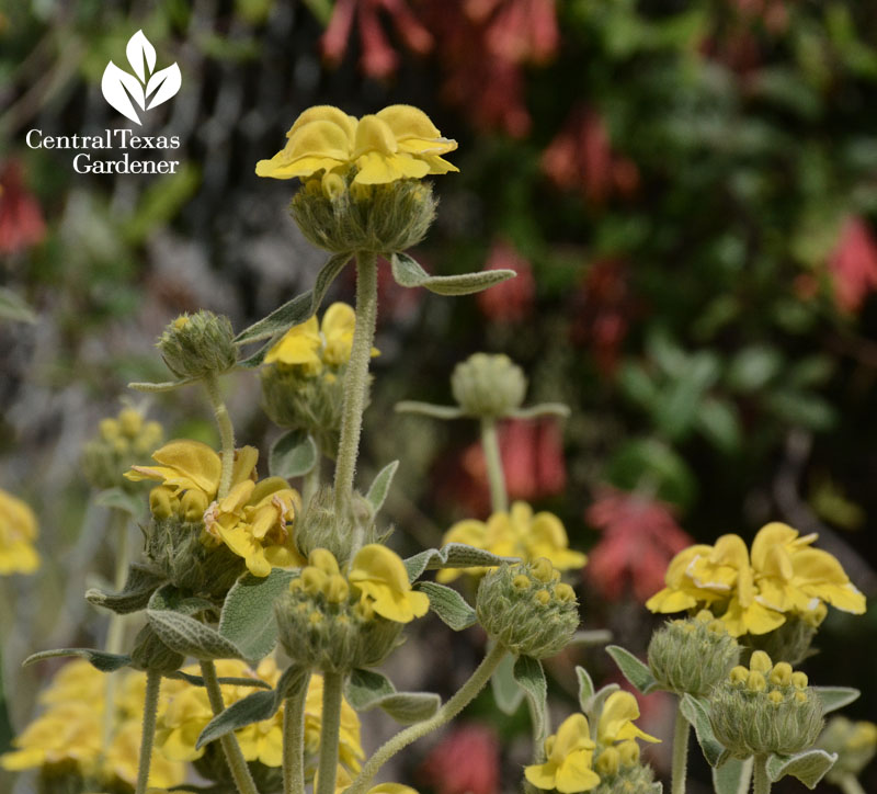 jerusalem sage and native coral honeysuckle Central Texas Gardener