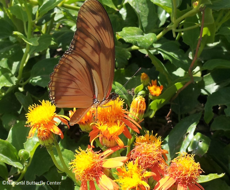 julia butterfly mexican flame vine central texas gardener