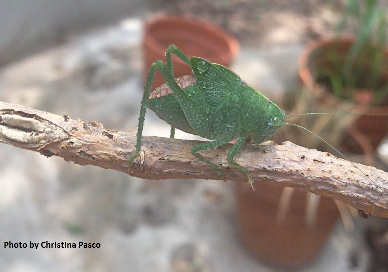 katydid on lemon tree Central Texas Gardener