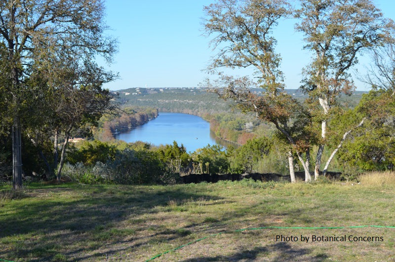 Austin lakeview garden before renovation Central Texas Gardener