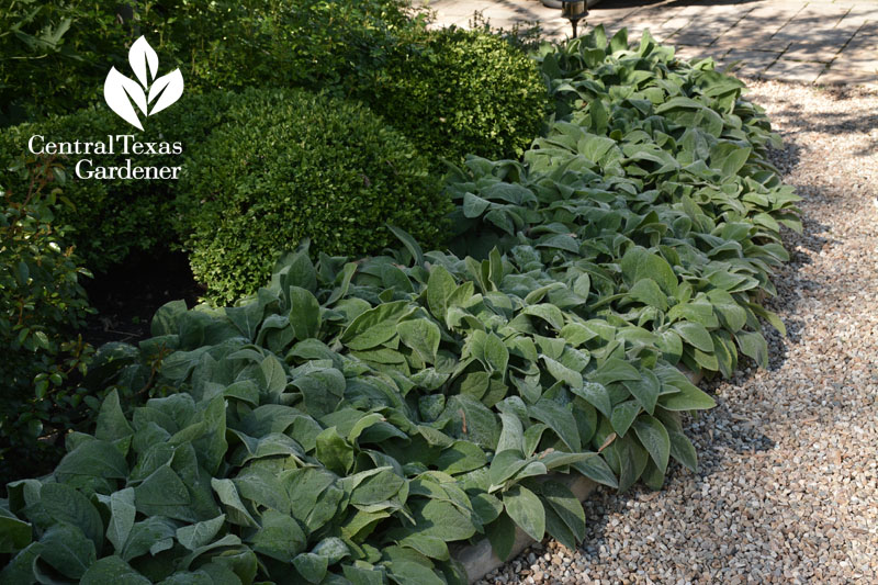 lamb's ears boxwood Toronto design Central Texas Gardener