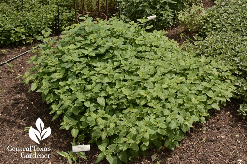 lemon balm Central Texas Gardener