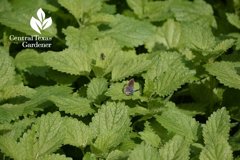 lemon balm leaves Central Texas Gardener