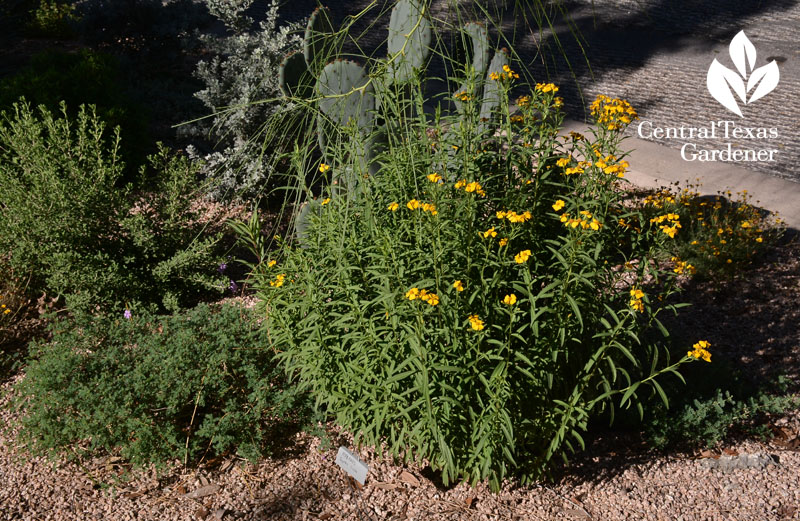 mexican mint marigold Central Texas Gardener