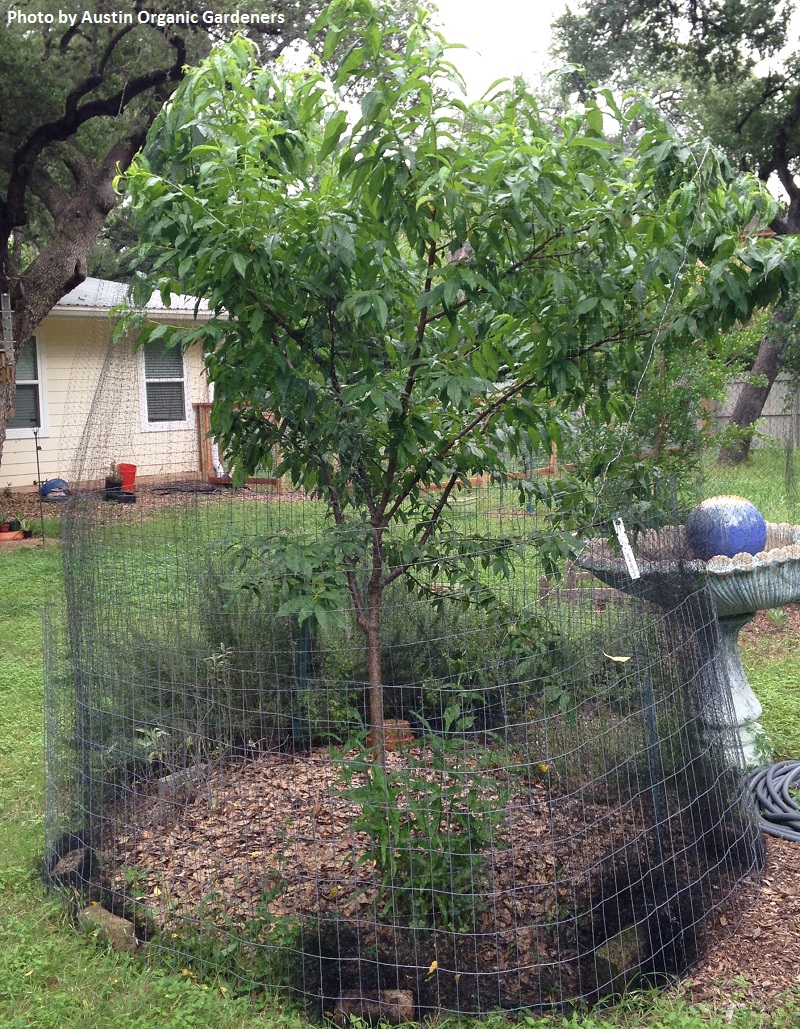 netting protect fruit trees Austin Organic Gardeners