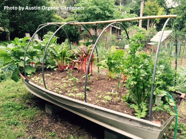 old boat wicking bed Austin Organic Gardeners