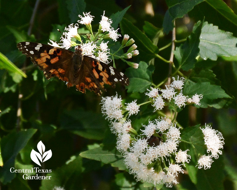 Painted Lady butterfly on white mistflower Central Texas Gardener