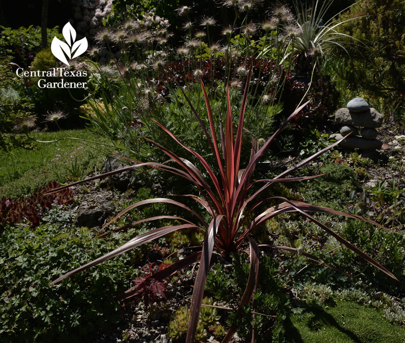 phormium in Toronto Central Texas Gardener