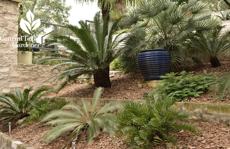 plum yew coontie dioon shade garden Pavlat Central Texas Gardener