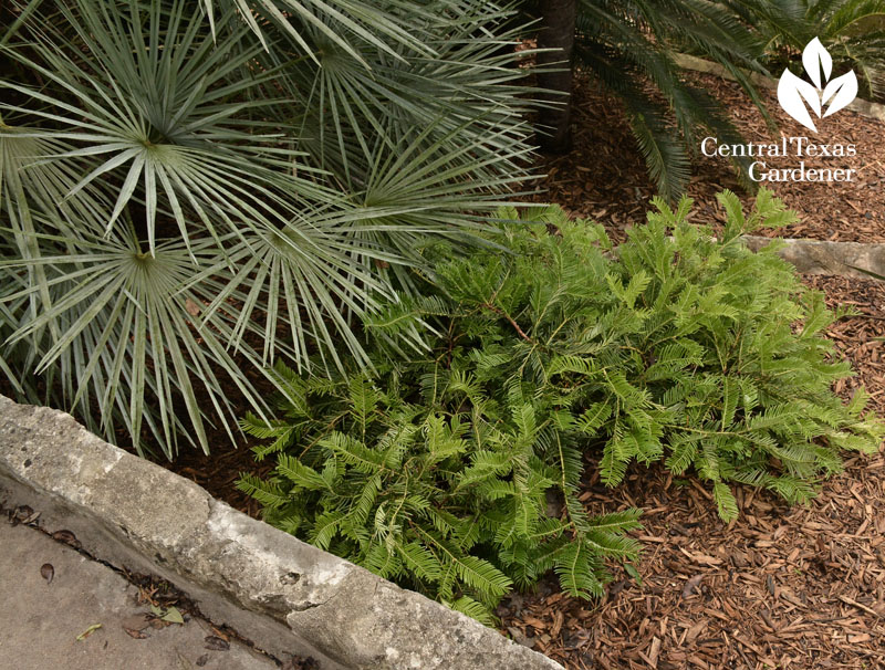 plum yew silver mediterranean fan palm Central Texas Gardener