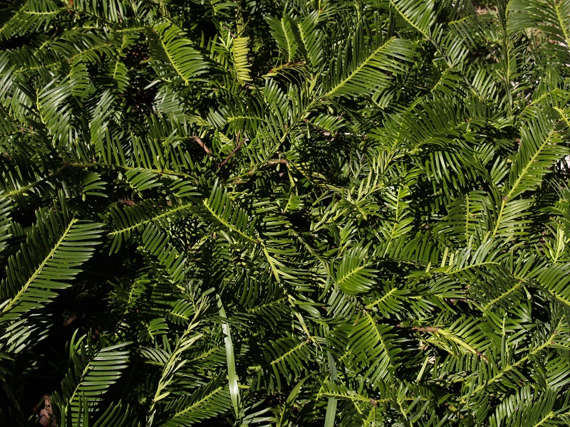 Plum Yew Central Texas Gardener