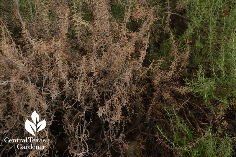 rosemary brown leaves drowned Central Texas Gardener