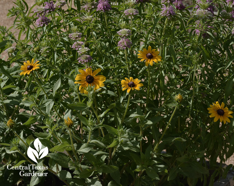 rudbeckia with horsemint bee balm Central Texas Gardener