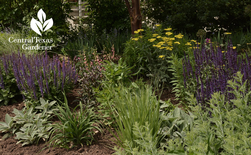 salvia goldenrod lambs ears design Central Texas Gardener