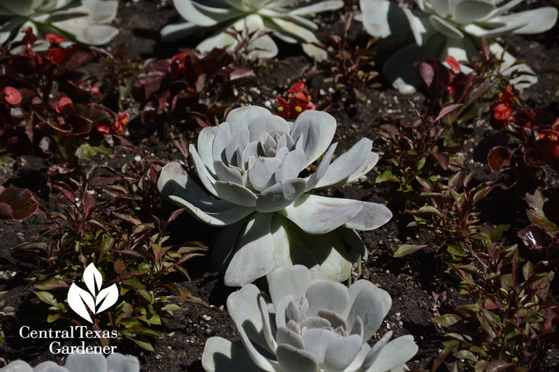 silver echeveria purple leaf begonia Central Texas Gardener