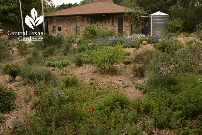 spring garden Rollingwood City Hall Central Texas Gardener