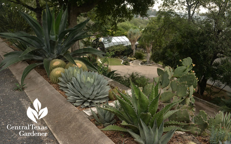 street side deer resistant succulents pavlat Central Texas Gardener