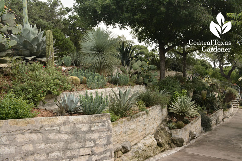 succulent garden driveway raised bed Central Texas Gardener