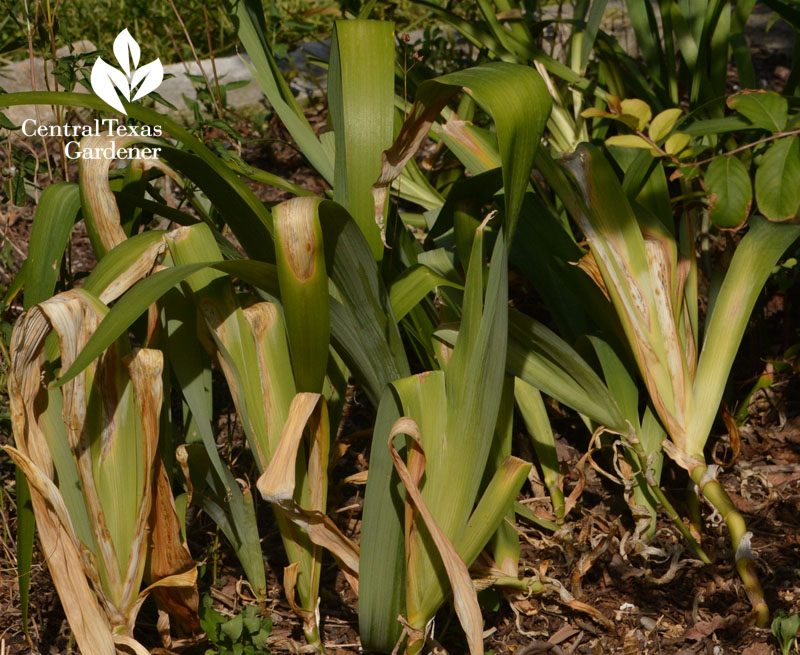 sunburn on Iris nada Central Texas Gardener