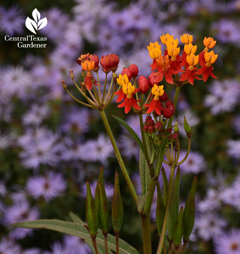 tropical milkweed with fall aster central texas gardener