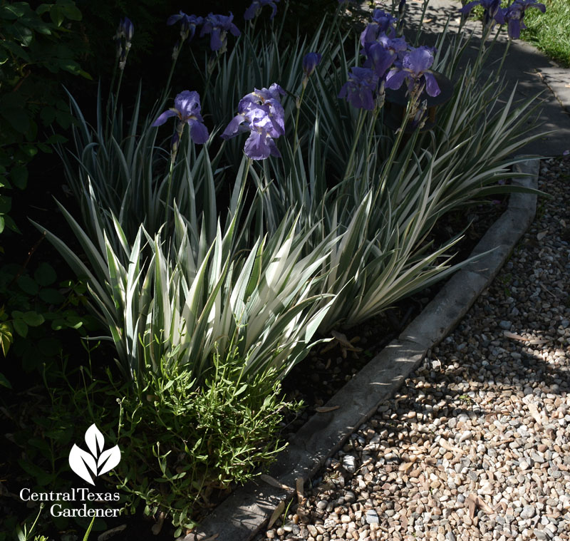 variegated iris Central Texas Gardener