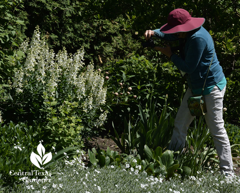 white baptisia silver ground cover parkwood web