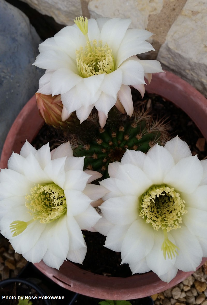 white cactus flower