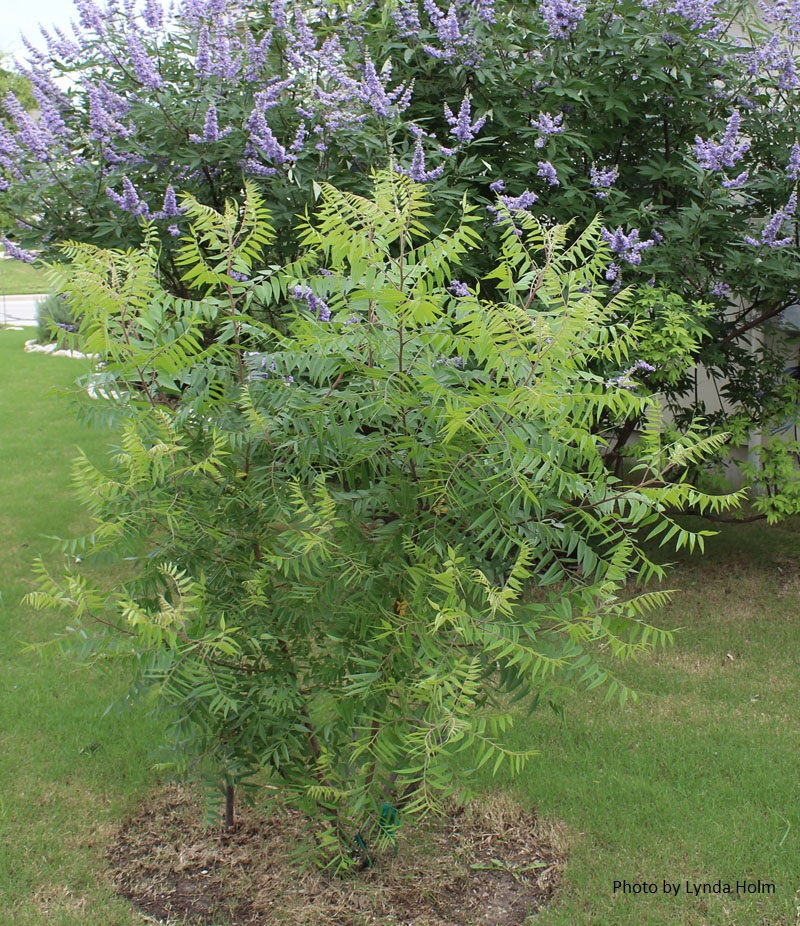 young flameleaf sumac Central Texas Gardener 