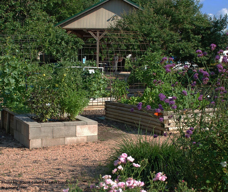 Brazos County Master Gardeners demo garden Central Texas Gardener