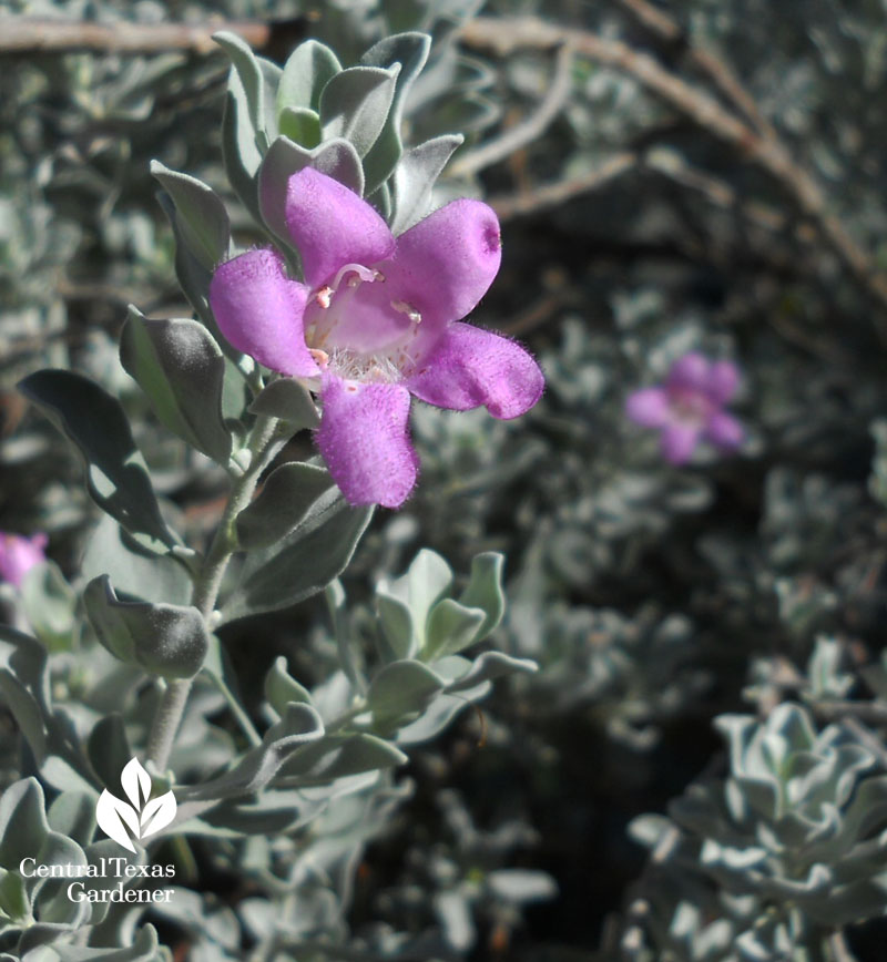 Cenizo, Texas sage Central Texas Gardener