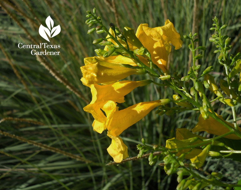 Esperanza Tecoma stans Central Texas Gardener