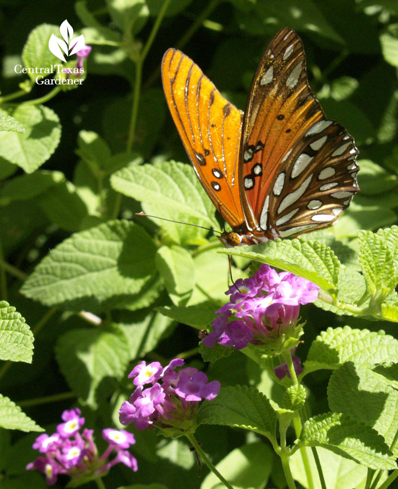 Gulf Fritillary butterfly on lantana Central Texas Gardener