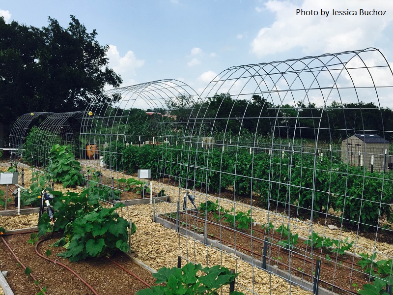 Highland Lakes Master Gardener food bank